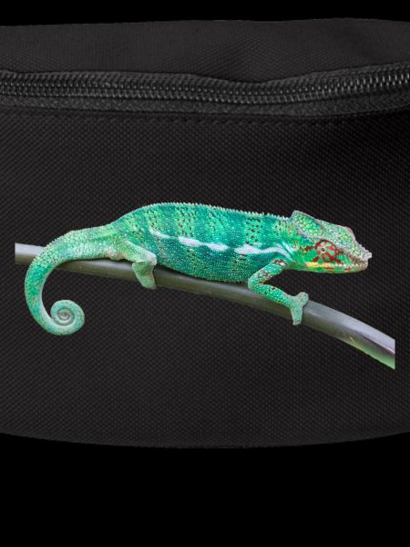 chameleon
