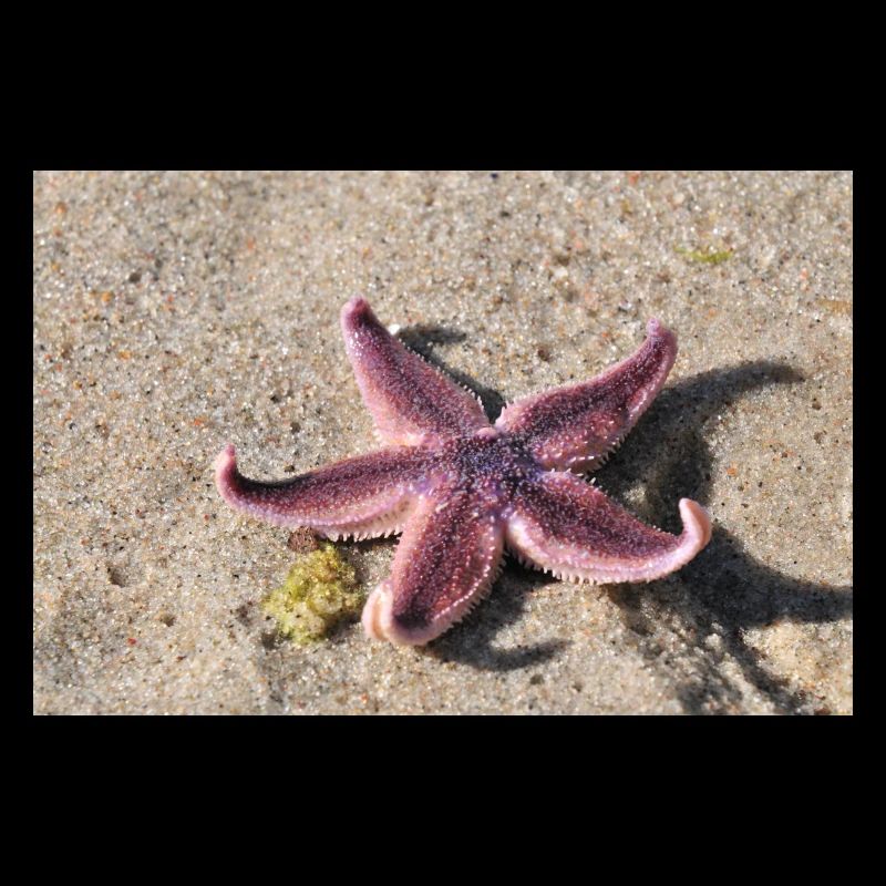 Seestern am Sandstrand