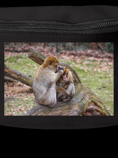 Berberaffen (Macaca sylvanus)