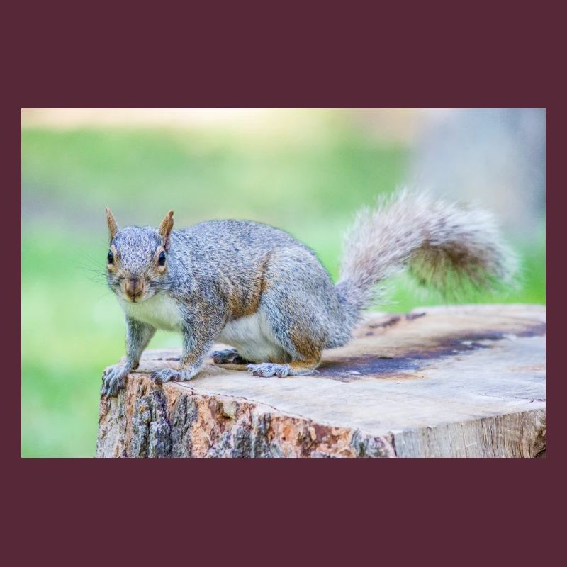 Grey squirrel Grauhörnchen Sciurus carolinensis