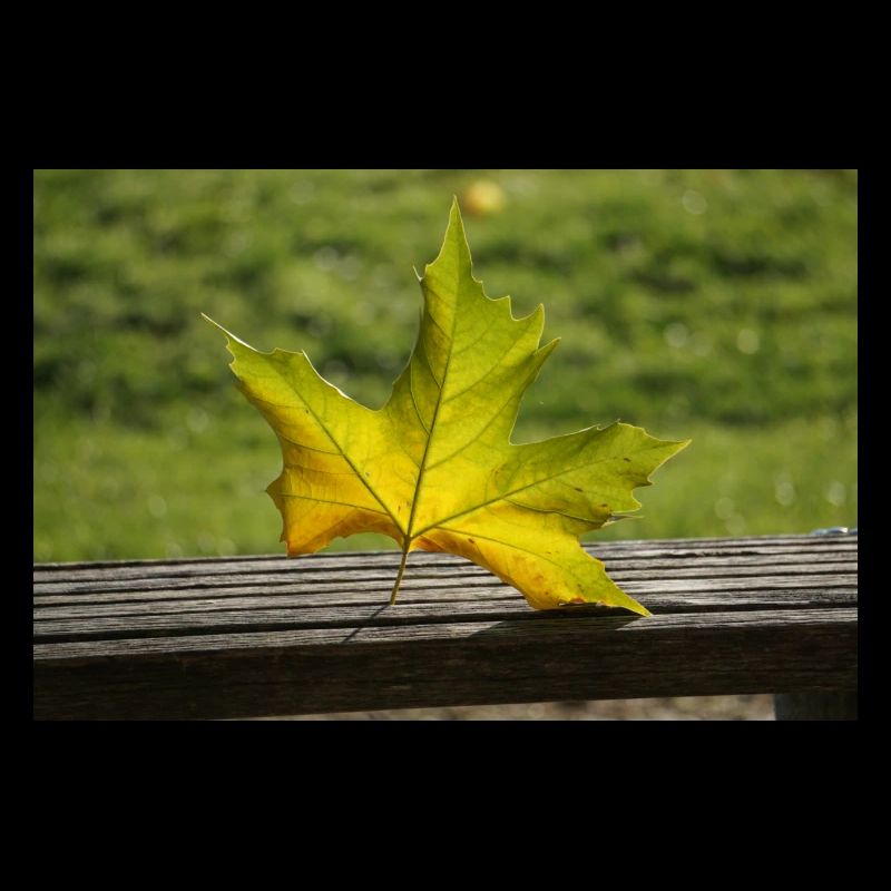 Lonely maple leaf