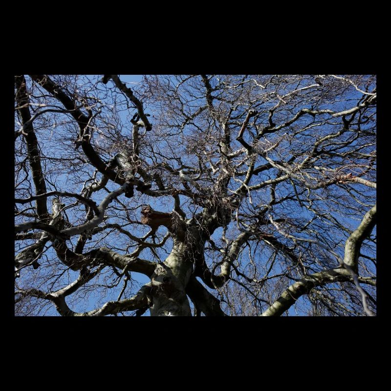 Kahler Baum