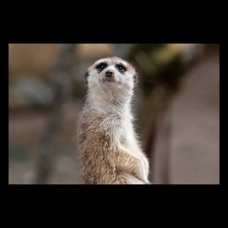 Meerkat (in german Erdmännchen) Suricata suricatta