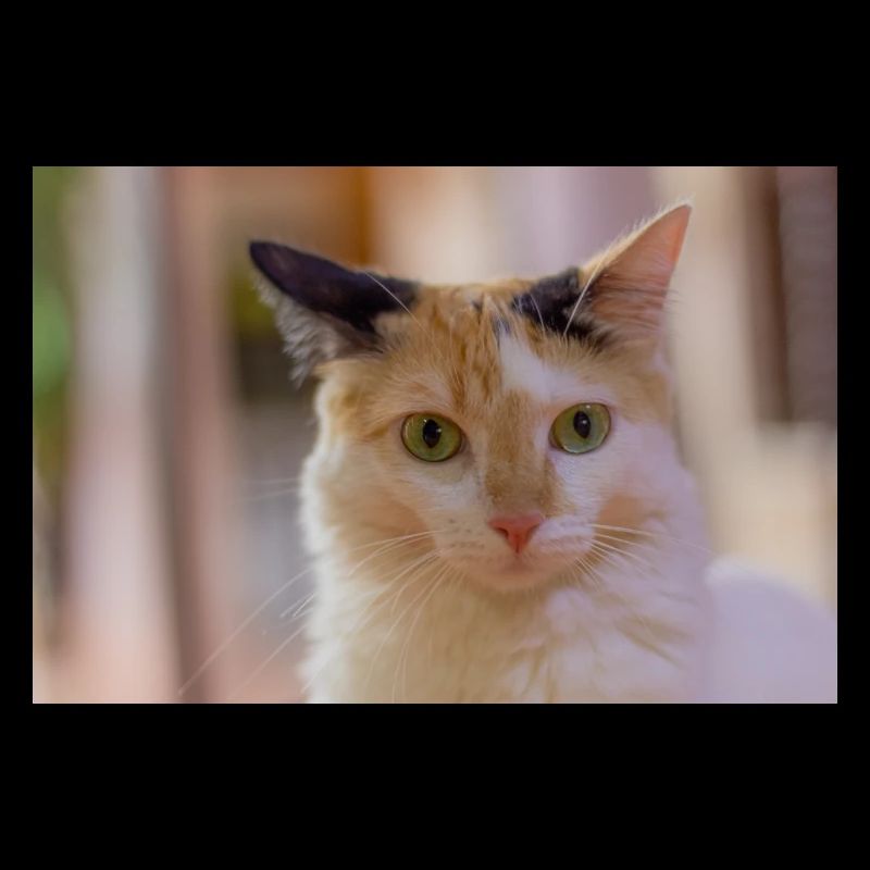The cat