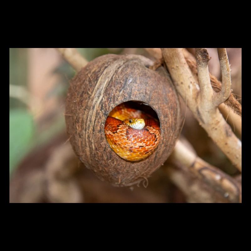 corn snake also red rat snake (Kornnatter) Panther