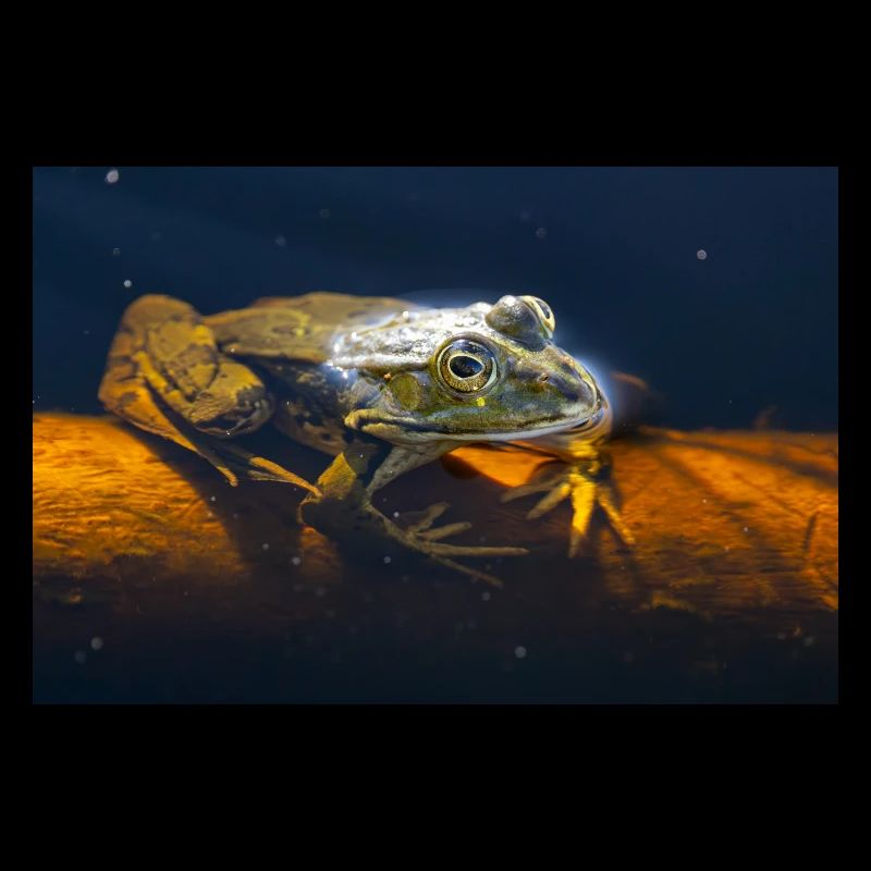 Teichfrosch