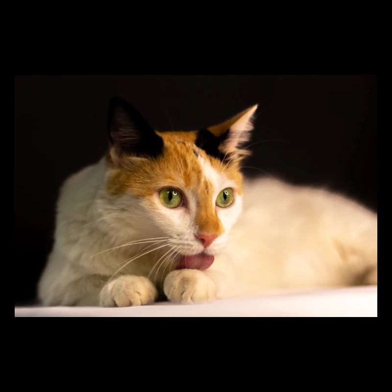 Die Katze