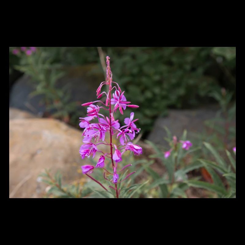 fireweed also willow herb also rosebay willowherb