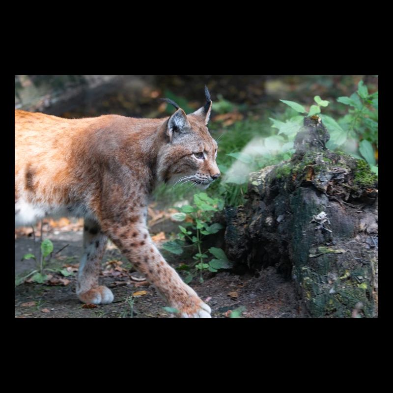 Eurasischer Luchs oder Nördlicher Luchs