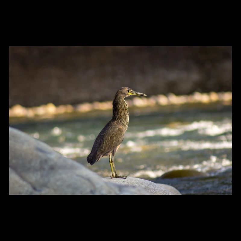 The Heron