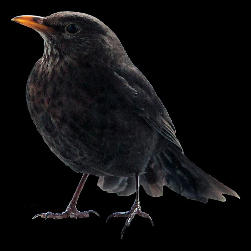 Amsel Drossel