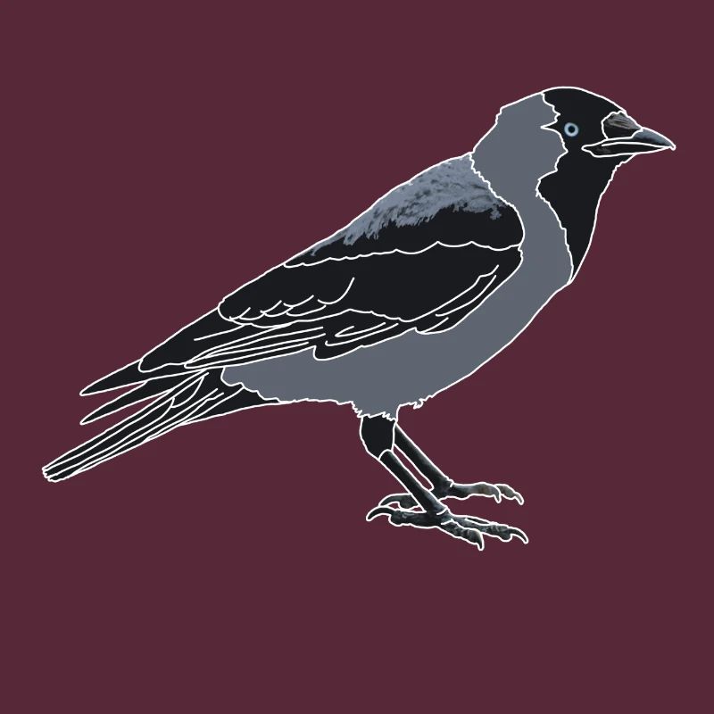 Jackdaw