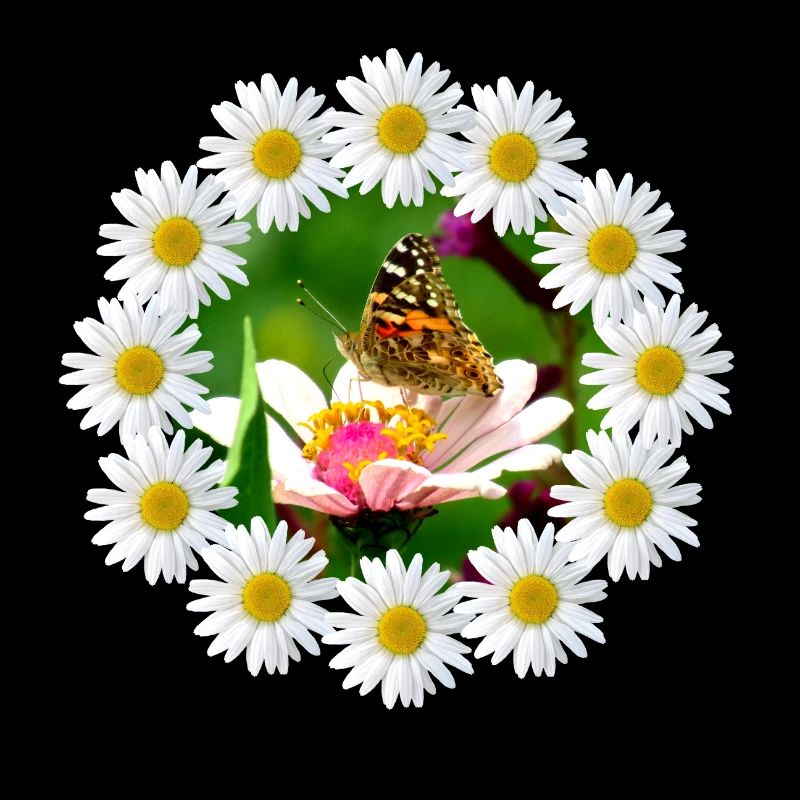 Margeriten Blüte mit Schmetterling Blumenmuster