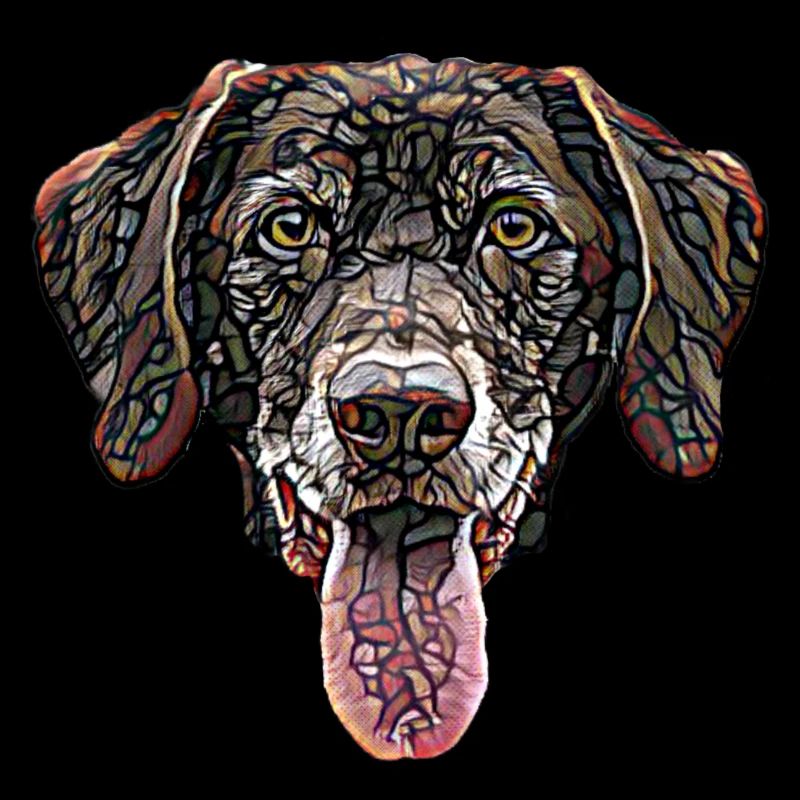 Visage de Labrador Retriever au chocolat