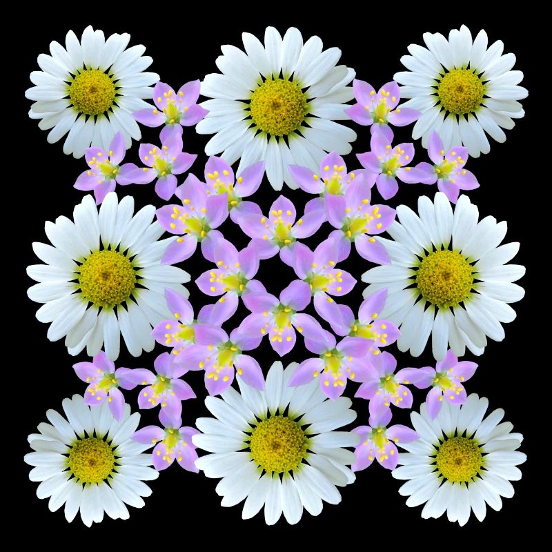 Floral Pattern Daisy Flower Flower Vine Blossom