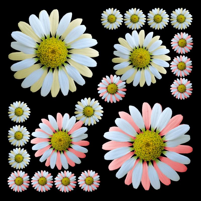 floral floral pattern daisy flower tendril