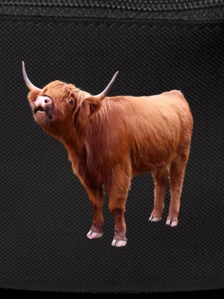 Scottish Highland cattle