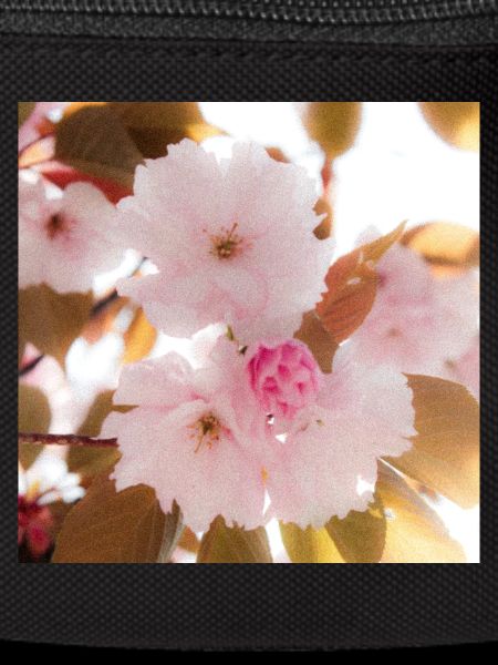 Pink dream.