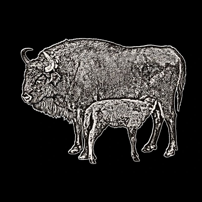 Bison avec veau sw