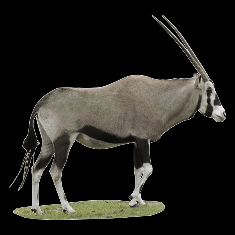 Oryx, der südafrikanische Gamsbock