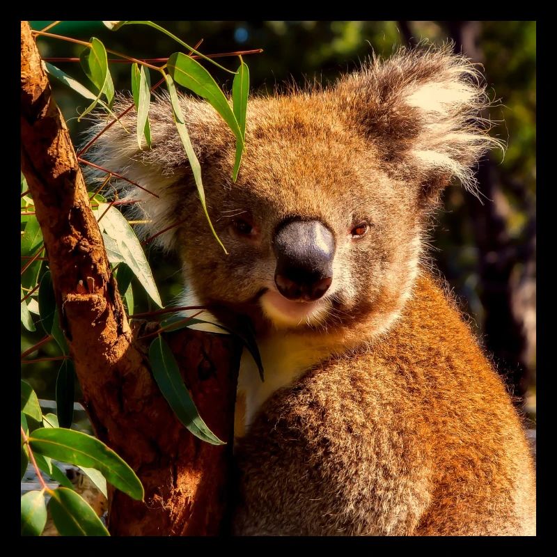 Koala bear