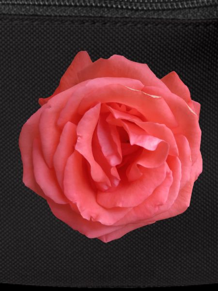 Soul Rose