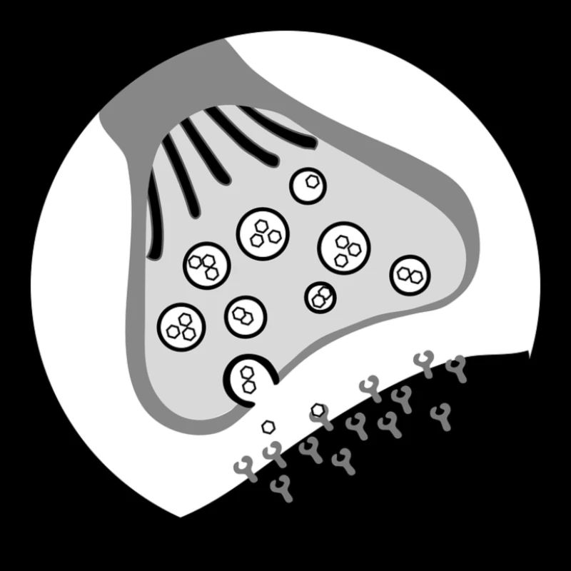 synapse