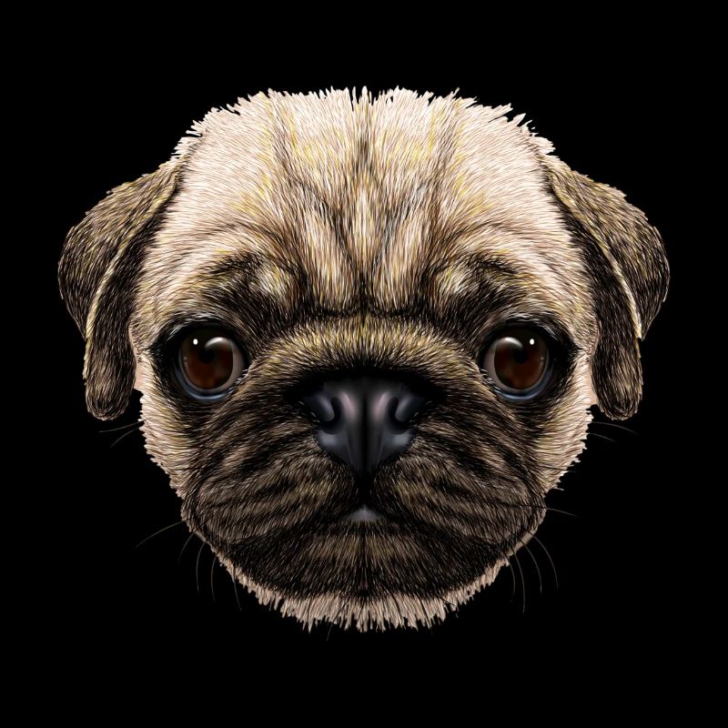 Hund Hundeliebhaber Mops