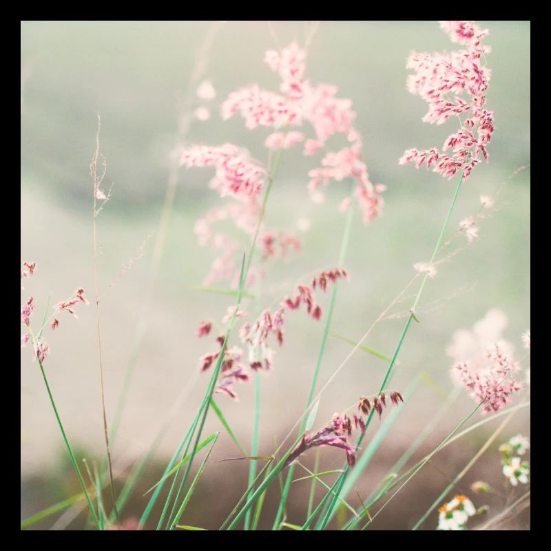 Nature d'aquarelle Prairie d'été