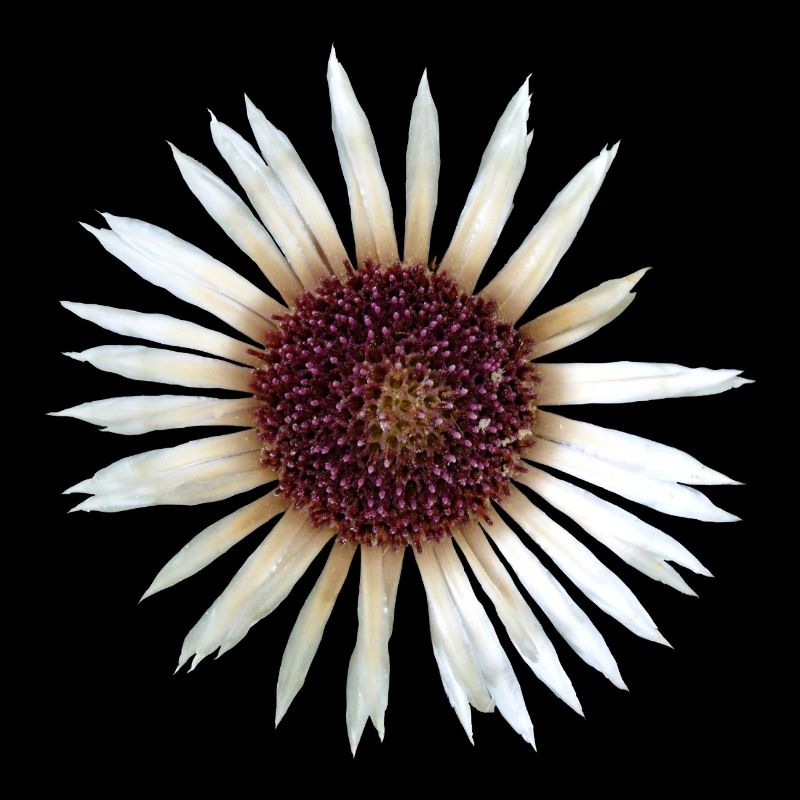 Silver Thistle