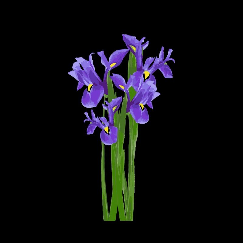 Blumen Frühling Iris Schwertlilien - Geschenkidee
