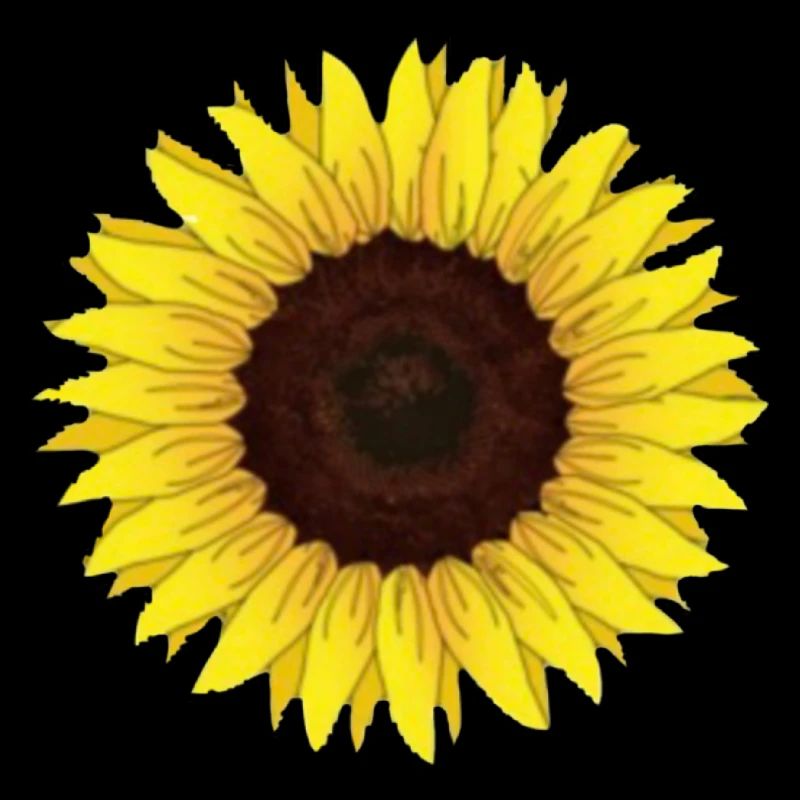 Sonnenblume