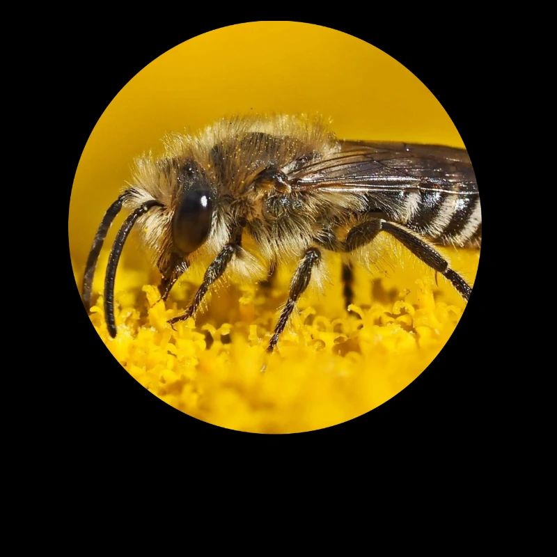 Honey Bee Bees Photography
