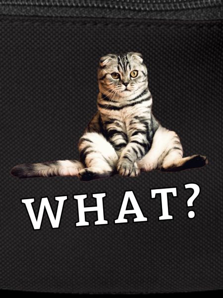 Cat – What?
