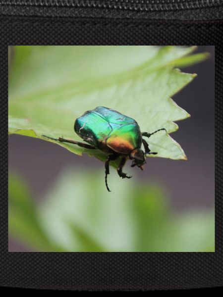 Rose chafer