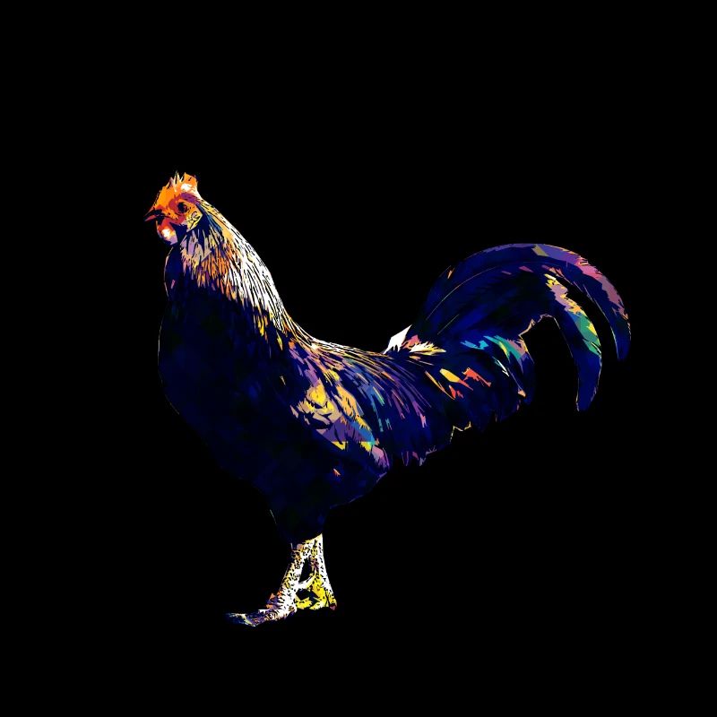 Coq éleveur de volaille coloré