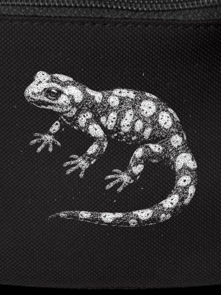 Fire salamander