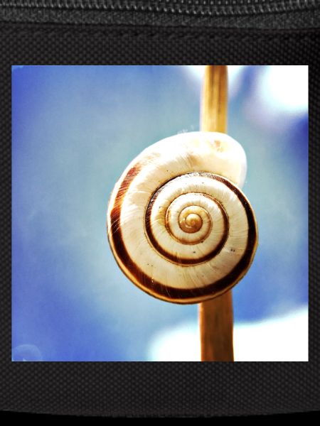 Snail-shell
