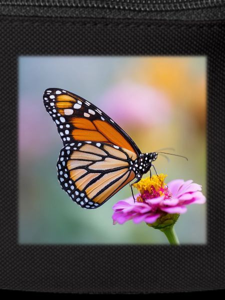 Monarch Butterfly on Verbena Macro