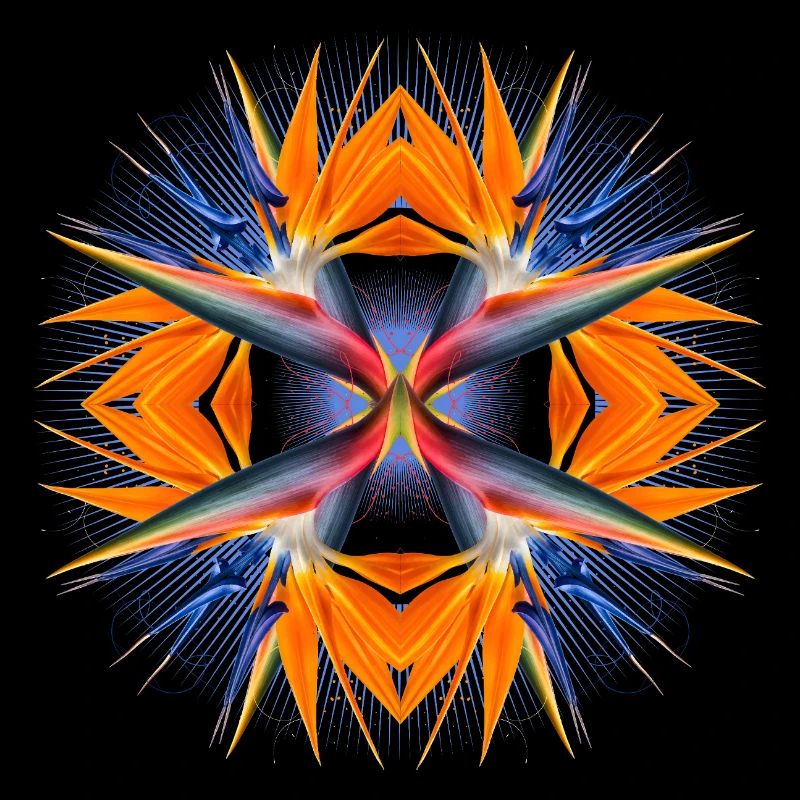 Mandala Oiseau de Paradis Fleur Abstrait Tropical Art