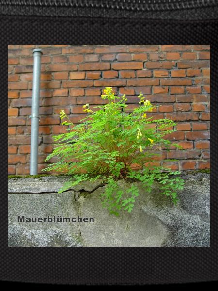 Mauerblümchen am Mauerwerk