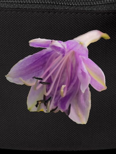 Macro_Purple_Hosta_Bloom