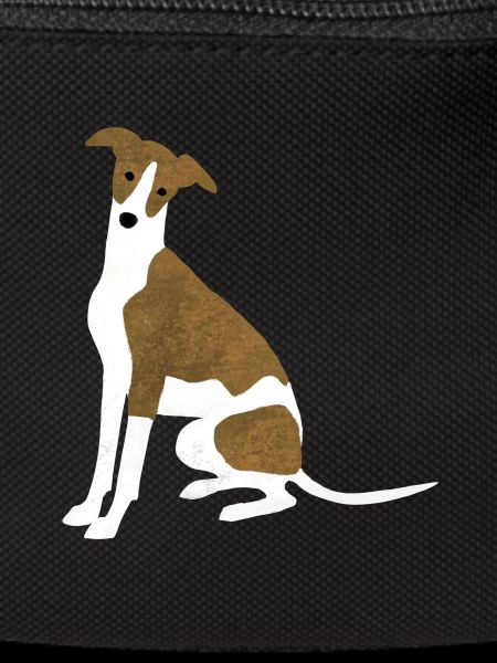 Whippet