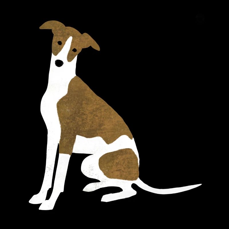 Whippet