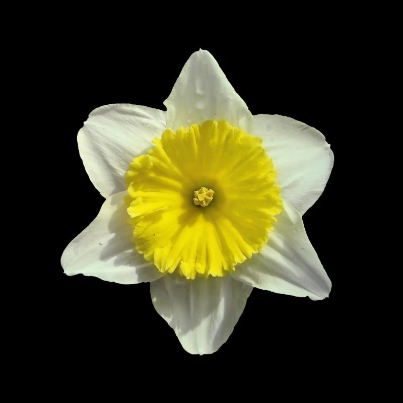 fleur de narcisse