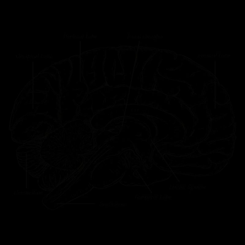 Brain