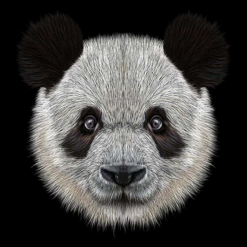 Panda Bear! Doux!
