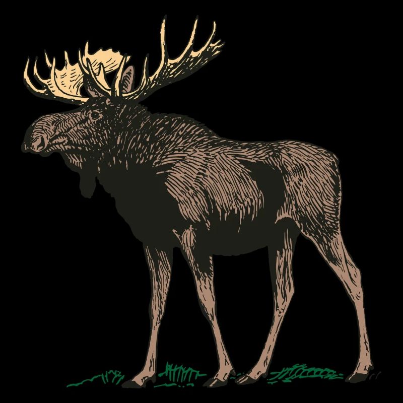 Moose antler