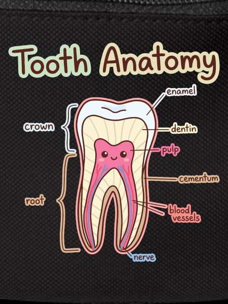 Tooth Anatomy Dental Assistant Dentist
