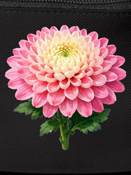 Pink Chrysanthemum Bloom